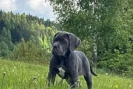 Szara suczka Cane Corso ZKwP/FCI