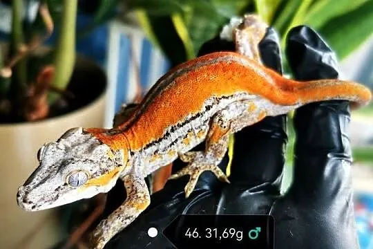 Gekon gargulcowaty rhacodactylus avriculatus samiec