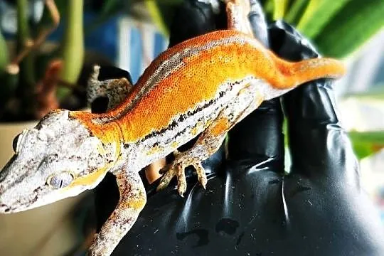 Gekon gargulcowaty rhacodactylus avriculatus samiec, Małopolskie, Kraków