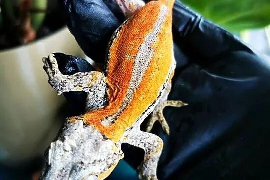Gekon gargulcowaty rhacodactylus avriculatus samiec, Małopolskie, Kraków