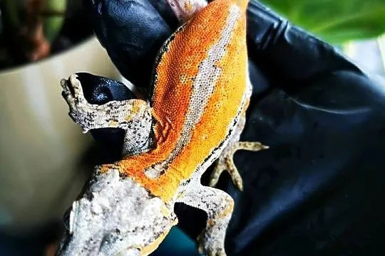 Gekon gargulcowaty rhacodactylus avriculatus samiec, Małopolskie, Kraków