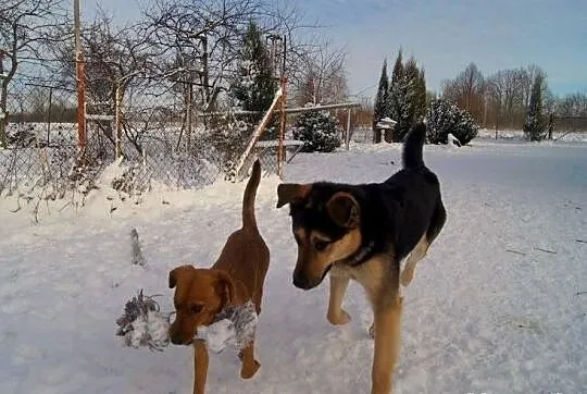 Pokochaj Pluta i daj mu nowy dom!
