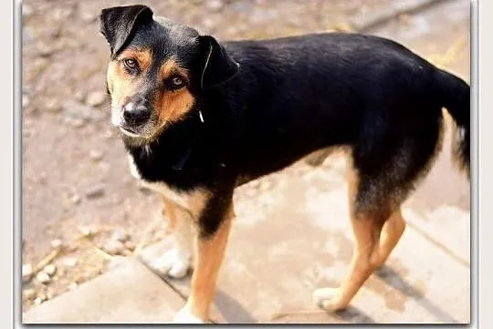 Średni,przyjazny,kontaktowy,towarzyski,szczepiony piesek GOSZ.Adopcja.