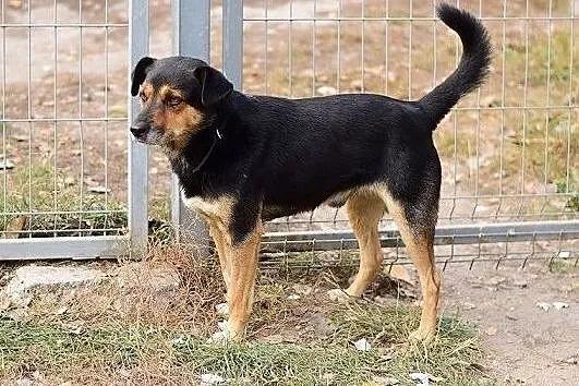 Średni,przyjazny,kontaktowy,towarzyski,szczepiony piesek GOSZ.Adopcja., Małopolskie, Kraków