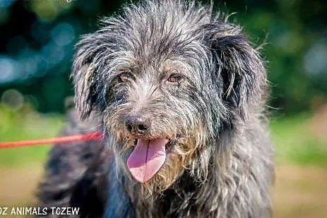 OTOZ Animals - Lolek - wesoły kudłacz czeka na dom! ,  pomorskie Tczew