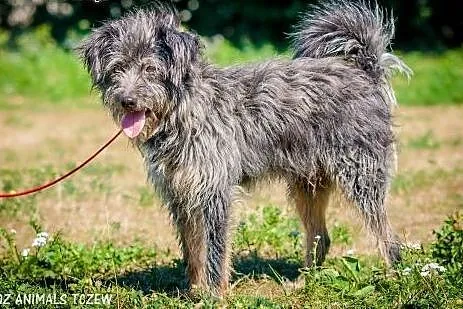 OTOZ Animals - Lolek - wesoły kudłacz czeka na dom