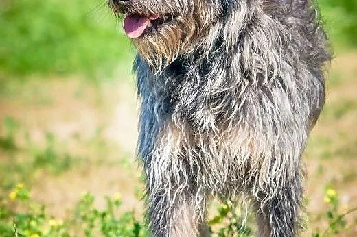 OTOZ Animals - Lolek - wesoły kudłacz czeka na dom