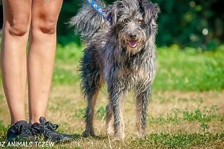 OTOZ Animals - Lolek - wesoły kudłacz czeka na dom