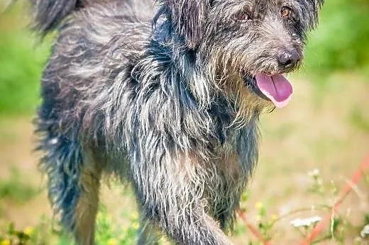 OTOZ Animals - Lolek - wesoły kudłacz czeka na dom