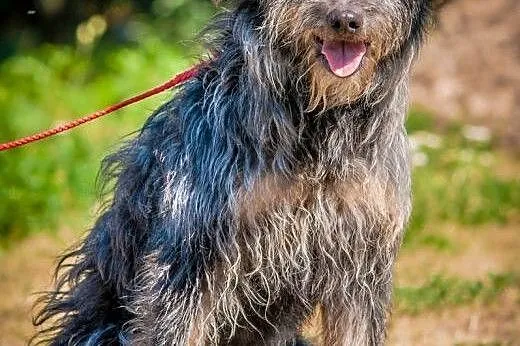 OTOZ Animals - Lolek - wesoły kudłacz czeka na dom