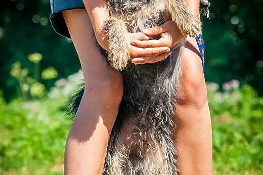 OTOZ Animals - Lolek - wesoły kudłacz czeka na dom