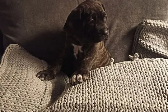 Fila brasileoro, , Toruń