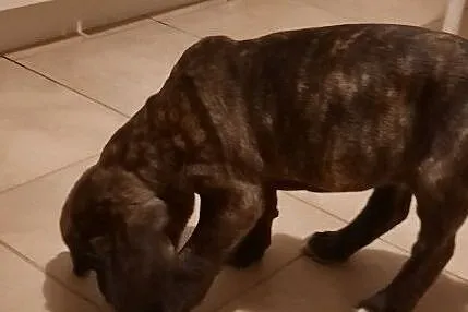Fila brasileoro, , Toruń