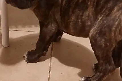 Fila brasileoro, , Toruń
