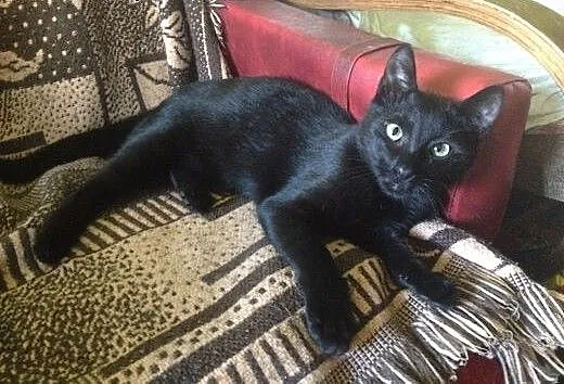 4 mies. czarny kotek do adopcji, świętokrzyskie K