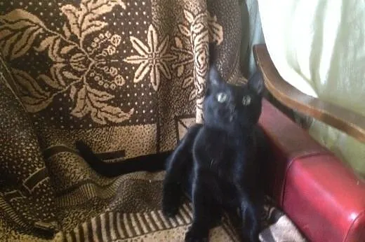 4 mies. czarny kotek do adopcji,  świętokrzyskie K