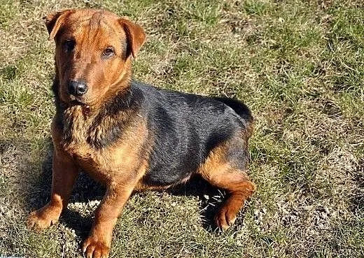 SHAR-PEI-malutka hybryda-NIEZWYKŁY szczeniak do ad
