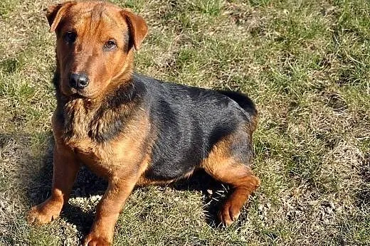 SHAR-PEI-malutka hybryda-NIEZWYKŁY szczeniak do ad