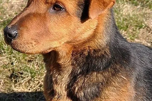 SHAR-PEI-malutka hybryda-NIEZWYKŁY szczeniak do ad