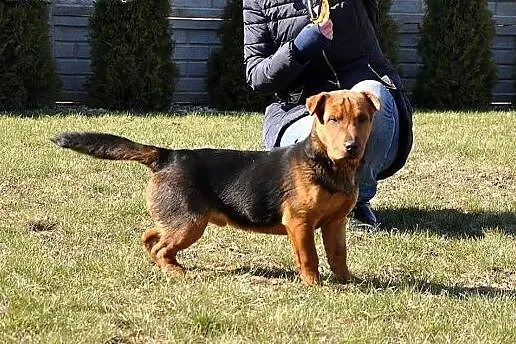 SHAR-PEI-malutka hybryda-NIEZWYKŁY szczeniak do ad
