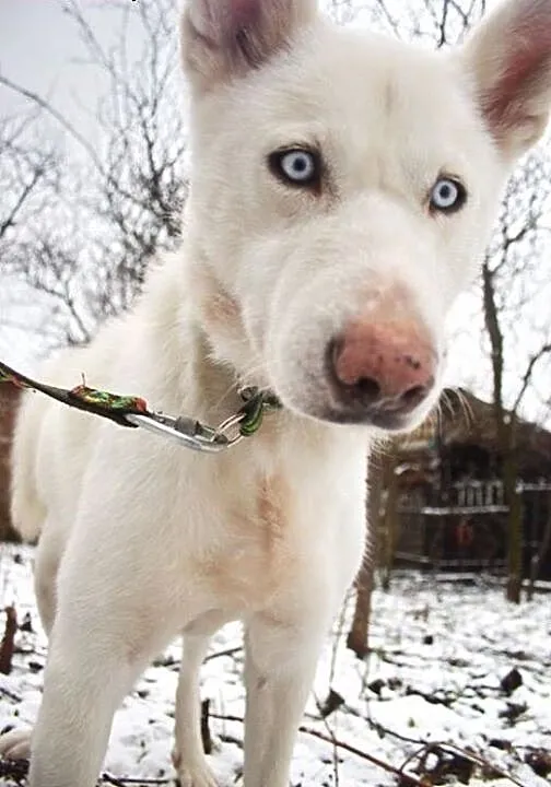 Alaska śnieżnobiałą sunia husky czeka na dom, łód