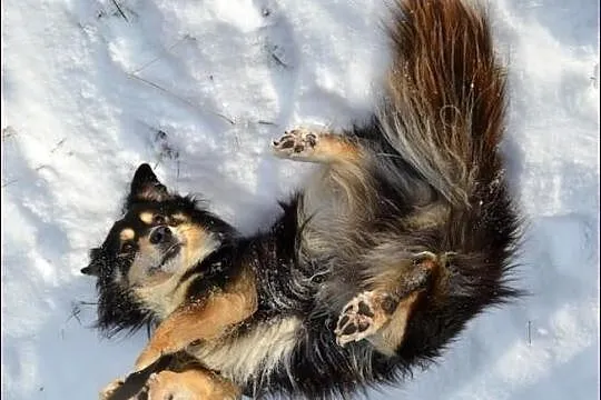 Wyjątkowo przystojny i przemiły Largo :)