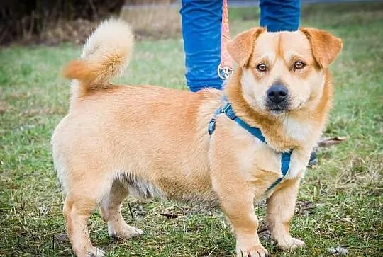 OTOZ Animals - BĄBEL - mały wesoły przyjaciel czek