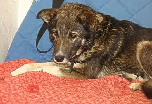 ADOPCJA,posłuszny,chodzi na smyczy,lubi człowieka,