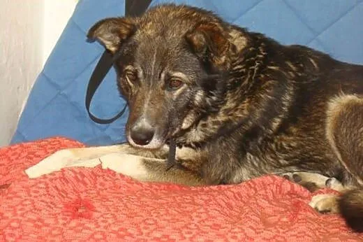ADOPCJA,posłuszny,chodzi na smyczy,lubi człowieka,