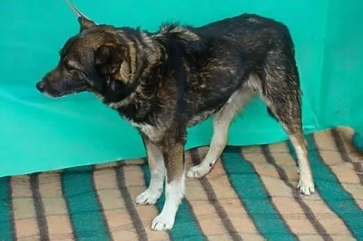ADOPCJA,posłuszny,chodzi na smyczy,lubi człowieka,