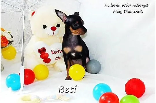 Mini Suczka BETI Ratlerek Sarenka Pinczer miniaturowy +Rodowód Do Odbioru