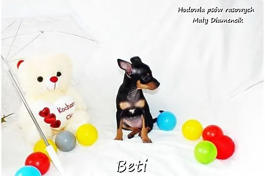 Mini Suczka BETI Ratlerek Sarenka Pinczer miniaturowy +Rodowód Do Odbioru, Lubuskie, Żary