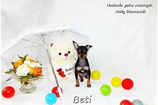 Mini Suczka BETI Ratlerek Sarenka Pinczer miniaturowy +Rodowód Do Odbioru, Lubuskie, Żary