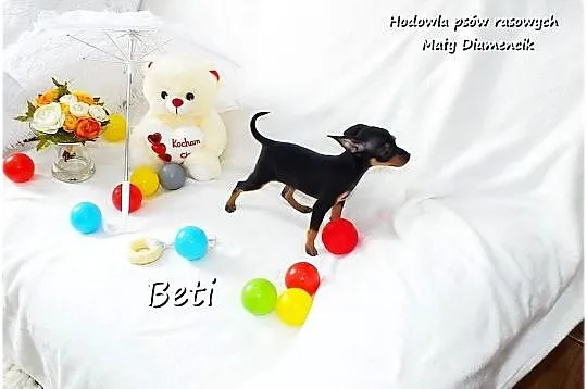 Mini Suczka BETI Ratlerek Sarenka Pinczer miniaturowy +Rodowód Do Odbioru, Lubuskie, Żary