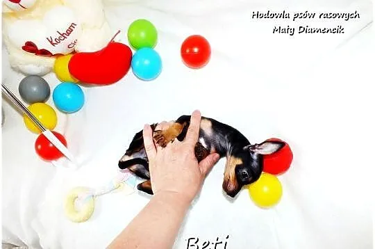 Mini Suczka BETI Ratlerek Sarenka Pinczer miniaturowy +Rodowód Do Odbioru, Lubuskie, Żary