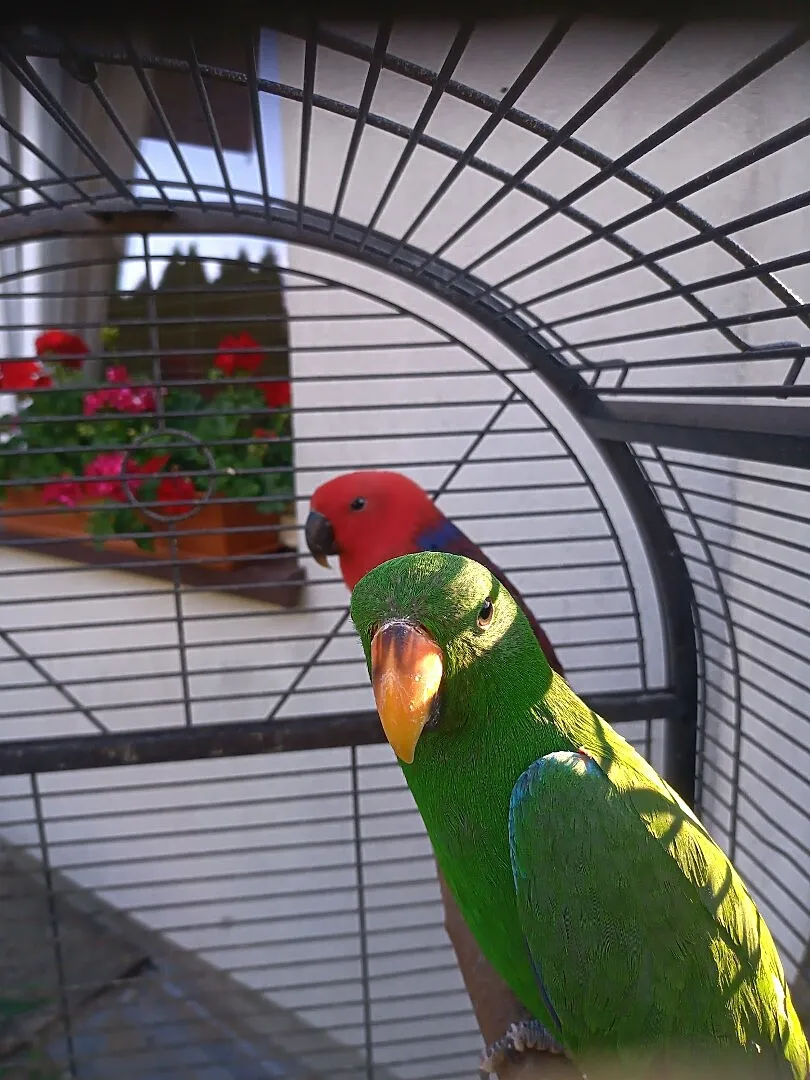 Lory Wielkie-Barwnice oswojone, Mazowieckie, Głowaczów