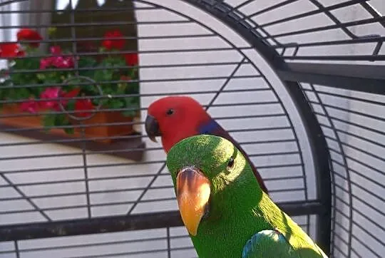 Lory Wielkie-Barwnice oswojone, Mazowieckie, Głowaczów