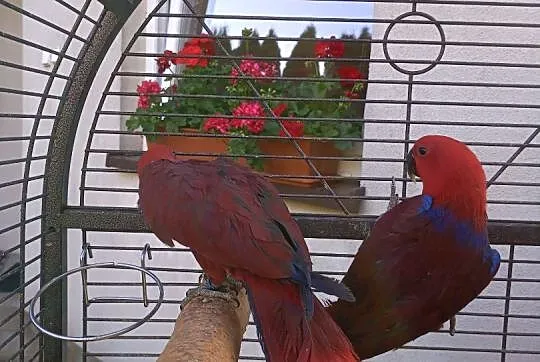 Lory Wielkie-Barwnice oswojone, Mazowieckie, Głowaczów