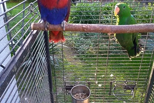 Lory Wielkie-Barwnice oswojone, Mazowieckie, Głowaczów