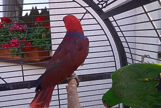 Lory Wielkie-Barwnice oswojone, Mazowieckie, Głowaczów