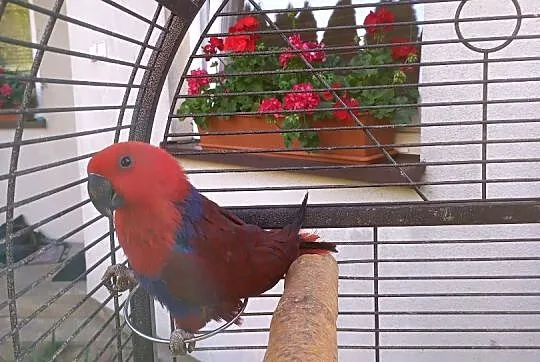 Lory Wielkie-Barwnice oswojone, Mazowieckie, Głowaczów