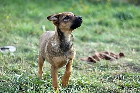 Dwa cudne, wesołe SZCZENIACZKI szukają domów!