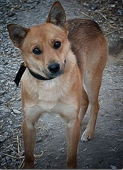Średni 10 kg,2 letni,przytulaśny,przyjazny,zaszczepiony psiak BAGI.Adopcja., , Bydgoszcz