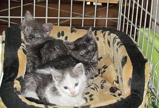 Malenkie kociaczki do adopcji, dolnośląskie Wrocł