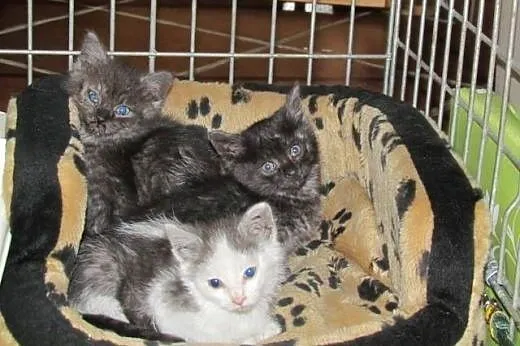 Malenkie kociaczki do adopcji,  dolnośląskie Wrocł