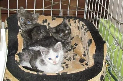Malenkie kociaczki do adopcji,  dolnośląskie Wrocł