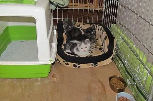 Malenkie kociaczki do adopcji,  dolnośląskie Wrocł