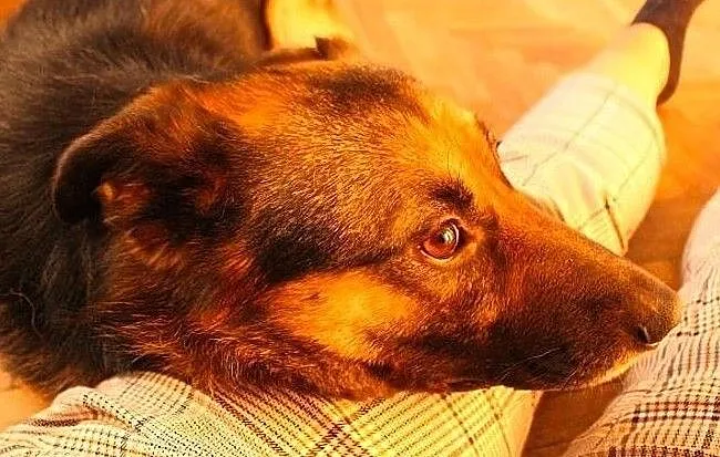 Pokochaj Borysa ! Te piękne oczy i zimny nosek :), Łódzkie, Łódź