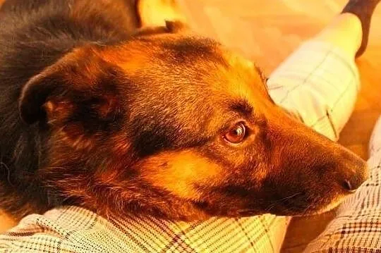 Pokochaj Borysa ! Te piękne oczy i zimny nosek :)