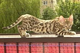 Kot bengalski - mały lampart,  wielkopolskie Konin, Konin